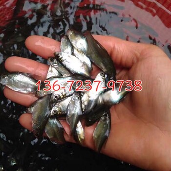 广东惠州三角鲂鱼苗养殖基地澳洲宝石鲈鱼苗