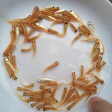 广西北海黄金鲩鱼苗养殖基地金丝草鱼苗批发红色草鱼苗出售