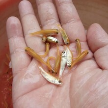 廣西河池黃金鯇魚苗養殖基地金絲草魚苗批發紅色草魚苗出售圖片