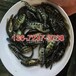  Tiger spot fry sold Tiger spot fry supplied Freshwater grouper fry sold