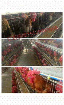 鸡苗鸡苗陕西石氏禽业常年大量销售鸡苗