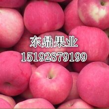 1483608868054221000-0.jpg@1e_1c_220w_220h_90Q.jpg