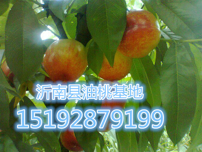 濮阳市大量 早生、大红袍价格