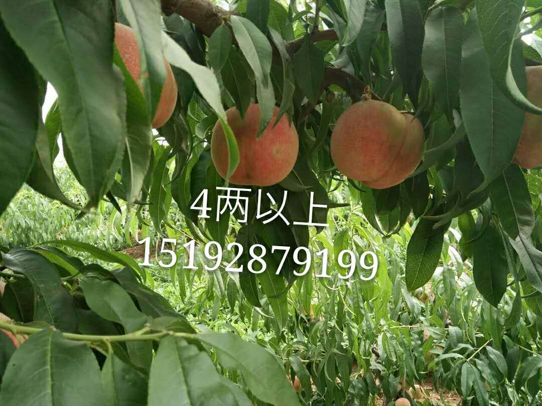 濮阳市大量 早生、大红袍价格