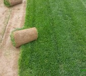 吕梁绿化工程草坪长治混播草皮