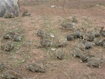 哪里有兔子养殖场杂交野兔散养技术肉兔多少钱一只图片1