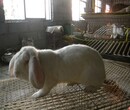 哪里有杂交野兔养殖场一只种兔多少钱图片