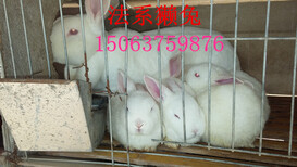山东獭兔新价格獭兔种兔多少钱一只图片0