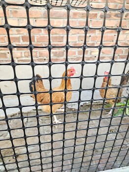 家禽养殖塑料护栏网塑料网格养殖网