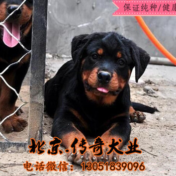 纯种罗威纳犬多少钱德系罗威纳北京哪卖罗威纳犬