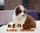 纯种边牧价格北京边牧犬多少钱一只北京哪卖边牧犬图片