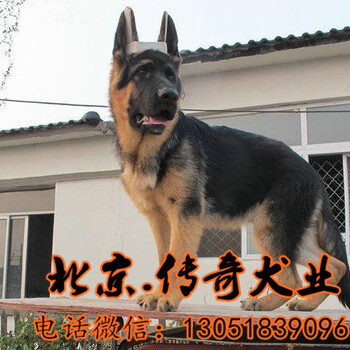 纯种锤系德牧北京哪卖赛级德牧幼犬