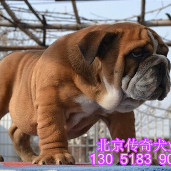 北京哪卖英国斗牛犬纯种英国斗牛犬