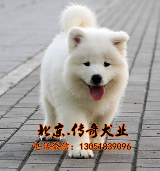 北京哪里买萨摩耶幼犬好纯种萨摩耶澳版萨摩耶