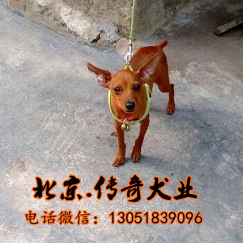 北京哪有小鹿犬卖小鹿犬有几个颜色