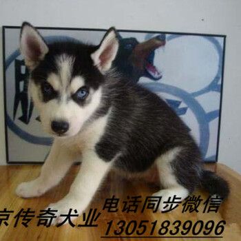 哈士奇图片赛级哈士奇幼犬出售北京传奇犬业