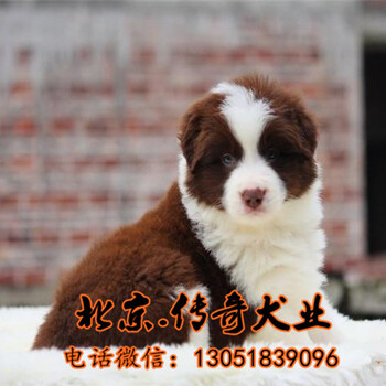 北京哪有边境牧羊犬卖边境牧羊犬有几个颜色