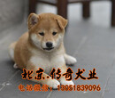 纯种柴犬怎么喂养柴犬价格北京哪有出售柴犬