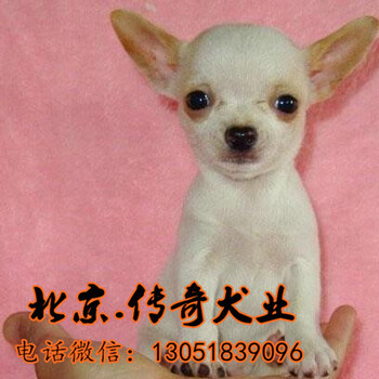 北京吉娃娃价格吉娃娃图片赛级吉娃娃幼犬出售