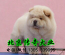 北京哪里出售松狮犬纯种松狮犬多少钱松狮图片图片
