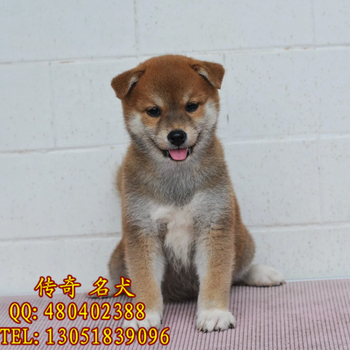 北京哪里出售纯种赤红色日本柴犬3个月柴犬多重