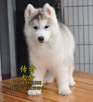 北京阿拉斯加多少钱灰桃阿拉斯加3个月阿拉斯加犬