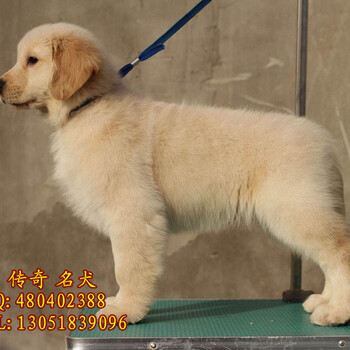 金毛幼犬出售金毛犬成年体重多少？