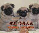 北京哪里有卖健康纯种的巴哥犬八哥犬好养吗
