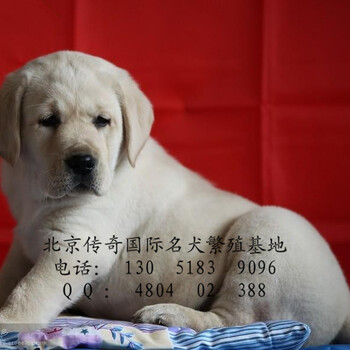 北京拉布拉多拉布拉多犬繁殖基地,品质信得过