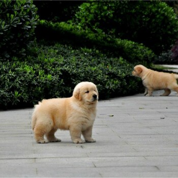 赛级金毛幼犬出售纯种金毛包健康