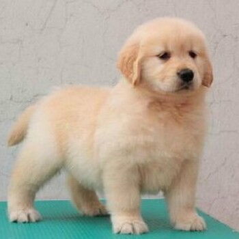北京哪里出售纯种金毛幼犬北京金毛幼犬多少钱保纯种健康