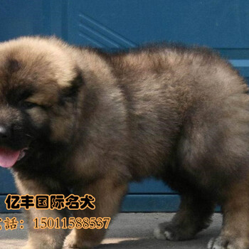 北京哪卖高加索幼犬纯种高加索幼犬出售