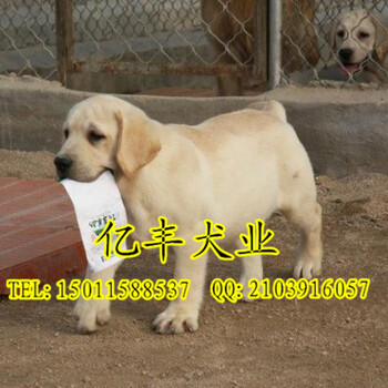 北京石景山哪卖拉布拉多幼犬纯种拉布拉多多少钱