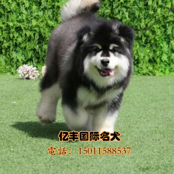 北京阿阿拉斯加幼犬多少钱纯种阿拉斯加哪里有