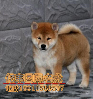 北京哪有卖柴犬的日系柴犬黑色柴犬幼犬多少钱亿丰犬舍
