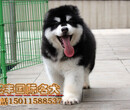 纯种阿拉斯加犬价格北京大兴哪卖阿拉斯加幼犬图片