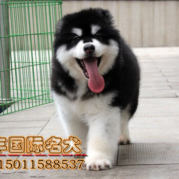 北京昌平哪卖纯种阿拉斯加犬巨型阿拉斯加价格亿丰犬舍