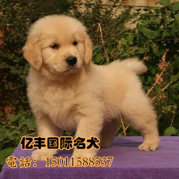 北京纯种金毛犬价格美系大头金毛3个月大金毛幼犬出售