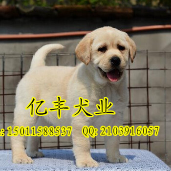 北京拉布拉多幼犬纯种拉布拉多价格可送货