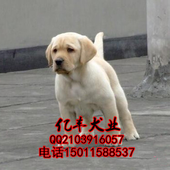 北京拉布拉多多少钱赛级拉布拉多幼犬多少钱亿丰犬舍