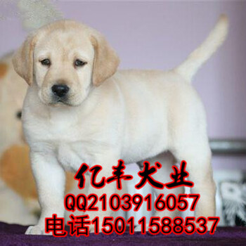 北京哪里卖纯种拉布拉多幼犬赛级拉布拉多包健康包血统