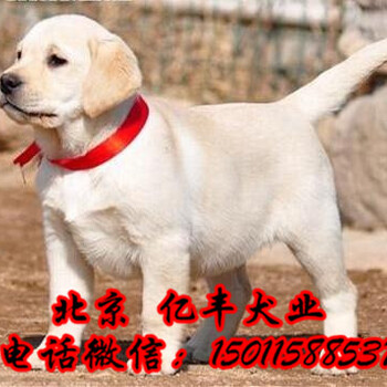 拉布拉多幼犬出售纯种拉布拉多价格