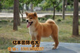 北京日本柴犬多少钱一只北京哪家犬舍出售纯种柴犬
