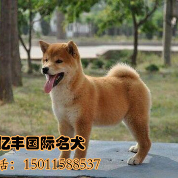 纯种柴犬价格日系柴犬繁殖柴犬
