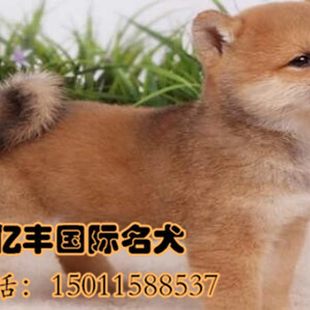北京哪里有卖纯种血统柴犬纯种柴犬价格多少