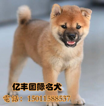 北京哪里出售柴犬纯种日系柴犬有什么特征
