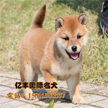 北京柴犬多少钱北京海淀柴犬多少钱亿丰犬舍