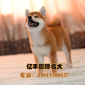 北京哪里有出售柴犬的，多少钱一只柴犬