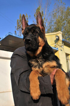 北京德牧犬大头牧羊犬幼犬出售北京市德牧犬舍