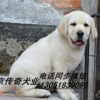 双血统拉布拉多导盲猎犬出售北京拉布拉多多少钱一只